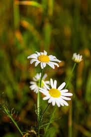 Attēlu rezultāti vaicājumam “Leucanthemum vulgare flower”