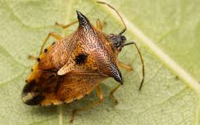 Attēlu rezultāti vaicājumam “Elasmucha ferrugata”