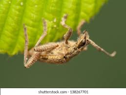 Attēlu rezultāti vaicājumam “Rhagium inquisitor”