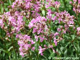 Attēlu rezultāti vaicājumam “Silene viscaria leaf”