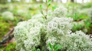 Attēlu rezultāti vaicājumam “Cladonia stellaris”