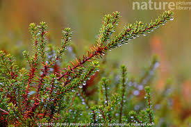 Attēlu rezultāti vaicājumam “Empetraceae”