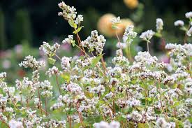 Attēlu rezultāti vaicājumam “Fagopyrum esculentum flower”