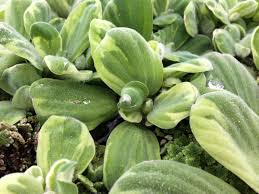 Attēlu rezultāti vaicājumam “Pistia stratiotes”