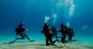 Image result for Canary Divers