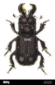 Attēlu rezultāti vaicājumam “Ceruchus chrysomelinus”