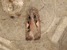 Attēlu rezultāti vaicājumam “Xestia c-nigrum”