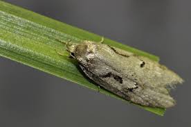 Attēlu rezultāti vaicājumam “Semioscopis steinkellneriana”