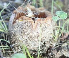 Attēlu rezultāti vaicājumam “Peziza ammophila”