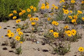 Image result for Dimorphotheca sinuata