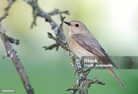 Attēlu rezultāti vaicājumam “Phoenicurus phoenicurus female”