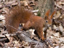 Attēlu rezultāti vaicājumam “Sciurus vulgaris”