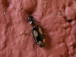 Attēlu rezultāti vaicājumam “Dromius quadrimaculatus”