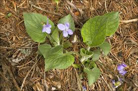 Attēlu rezultāti vaicājumam “Viola hirta”