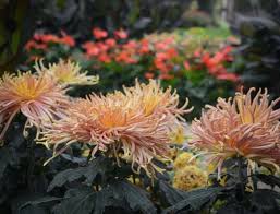 Image result for Chrysanthemum spectabile