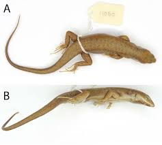 Attēlu rezultāti vaicājumam “Lycogala convexum sessile”