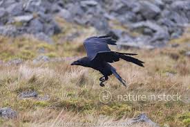 Attēlu rezultāti vaicājumam “Corvus corax adult”