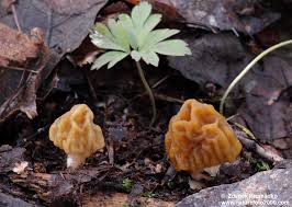 Attēlu rezultāti vaicājumam “Verpa bohemica”