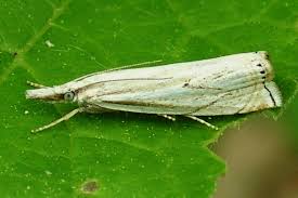 Attēlu rezultāti vaicājumam “Crambus pratella”