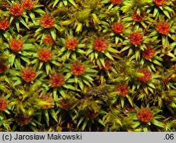 Attēlu rezultāti vaicājumam “Pogonatum urnigerum”