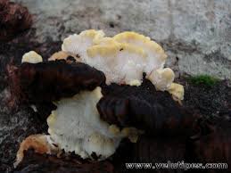 Attēlu rezultāti vaicājumam “Antrodiella serpula”