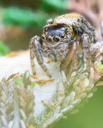Attēlu rezultāti vaicājumam “Evarcha falcata female”