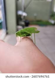 Attēlu rezultāti vaicājumam “Tettigoniodea”