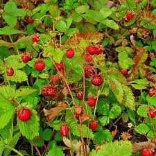 Attēlu rezultāti vaicājumam “Fragaria vesca fruit”