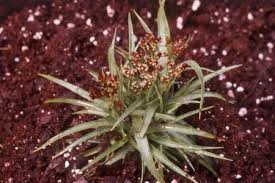 Attēlu rezultāti vaicājumam “Luzula multiflora”