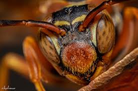 Attēlu rezultāti vaicājumam “Polistes”