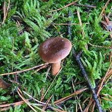 Attēlu rezultāti vaicājumam “Russulales”