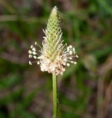 Attēlu rezultāti vaicājumam “Plantago lanceolata fruit”