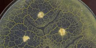 Attēlu rezultāti vaicājumam “Physarum straminipes plasmodium”