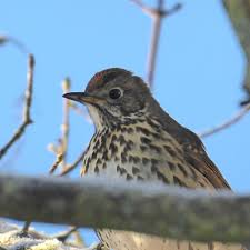 Attēlu rezultāti vaicājumam “Turdus philomelos”