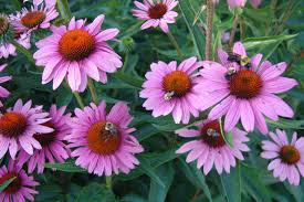 Image result for Echinacea purpurea