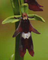 Attēlu rezultāti vaicājumam “Ophrys insectifera leaf”
