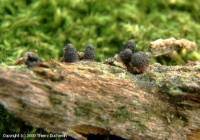 Attēlu rezultāti vaicājumam “Lycogala conicum”