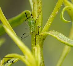 Attēlu rezultāti vaicājumam “Uroleucon cirsii”
