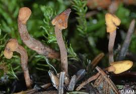 Attēlu rezultāti vaicājumam “Heyderia abietis”