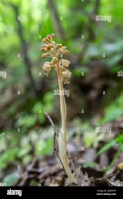 Attēlu rezultāti vaicājumam “Neottia nidus-avis”