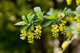 Attēlu rezultāti vaicājumam “Berberis vulgaris flower”