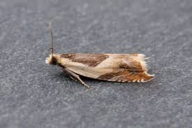 Attēlu rezultāti vaicājumam “Ancylis badiana”