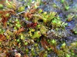 Attēlu rezultāti vaicājumam “Tritomaria exsectiformis cells”