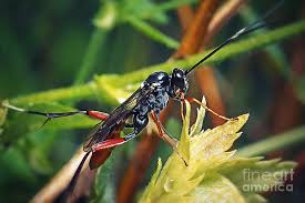 Attēlu rezultāti vaicājumam “Ichneumonidae”
