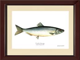 Image result for Clupea harengus