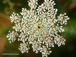 Image result for Daucus carota