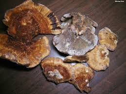 Attēlu rezultāti vaicājumam “Inonotus rheades”