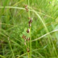Attēlu rezultāti vaicājumam “Carex disperma”