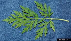 Attēlu rezultāti vaicājumam “Ambrosia artemisiifolia bud”