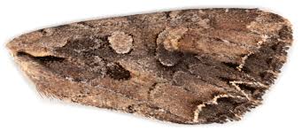 Attēlu rezultāti vaicājumam “Lacanobia suasa”